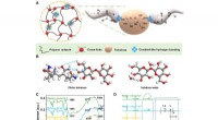 A Versatile Hydrogel Network Repair Strategy Leveraging Trehalose and Covalent-Like Hydrogen Bonding