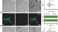 Novel Peptide Hydrogel Enables Efficient Cell Spheroid Production and Extraction