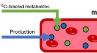 Scientists Reveal Simple Mass-Action Mechanism for Mammalian Bloodstream Homeostasis