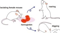 Mother Mice Use Hemoglobin as a Chemical Signal to Protect Their Pups