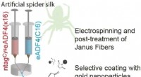 Spider Silk Janus Fibers: Enhancing Nerve Cell Growth for Advanced Regenerative Medicine