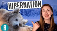 Video: How Climate Change Disrupts Animal Hibernation Patterns
