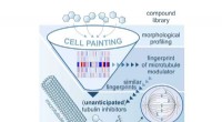Morphological Fingerprinting: Enhancing Drug Discovery by Identifying Side Effects and Novel Bioactive Compounds