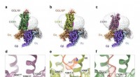 Asthma Drug Development Breakthrough: Cryo-EM Structures of CCR1–Gi Complexes from Zhejiang University