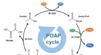 Breakthrough: Scientists Create Minimal Synthetic POAP Cycle for Efficient CO2 Fixation