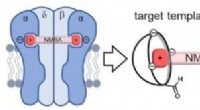 Double Calixarenes: Novel Binding Agents to Reverse Neuromuscular Blockade for Safer Anesthesia Recovery