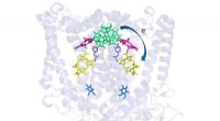Room-Temperature Crystallography Reveals Robust Electron Transport in Photosynthetic Bacteria