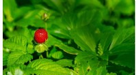 Natural Wild Strawberry Aroma Derived from Fungus on Fruit Waste