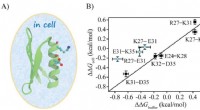 Researchers Achieve Direct Measurement of Electrostatic Interactions in Cellular Protein Structures