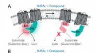 UCI Researchers Develop Advanced High-Throughput Screening Assays for Next-Generation Therapeutics