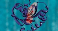 Leveraging Higher-Order Protein Catenation to Develop Superior Artificial Antibodies