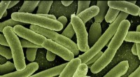 Breakthrough Sensor Technology Accelerates Microbial Imaging for Precision Antibiotic Therapy