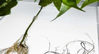 Groundbreaking Research: Bean Plants with Electronic Roots Store Energy