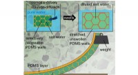 Plant-Inspired Silicone-Saltwater Composite Demonstrates Active Osmotic Response