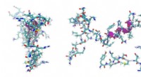 Engineers Identify Encrypted Peptides as a Source of Natural Antibiotics in the Human Genome