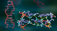 Neutron Scattering Analysis Reveals Hydrogen Bonding in DNA Hydration Networks