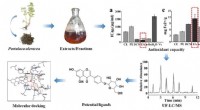 Uncovering Antioxidant, Blood Sugar, and Lipid-Regulating Bioactives in Portulaca oleracea