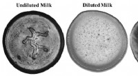 Innovative Evaporation-Based Method for Milk Adulterant Detection