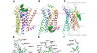 Advanced Computer Modeling Accelerates Drug Discovery by Mapping GPCR Allosteric Sites