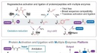 Advanced Multi-Enzyme Platform for Sequence-Unconstrained Traceless Protein Synthesis