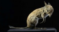 Australia s Mammal Extinction Crisis: Causes and Pathways to Conservation