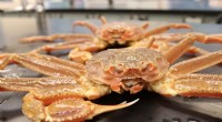 NOAA Survey Confirms Warming Waters as Cause of Alaska Snow Crab Population Crash