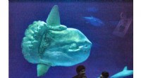 Giant Ocean Sunfish, Record-Breaking Size, Found Dead Near Azores Waters