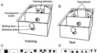 Honeybees Employ a Mental Number Line for Numerical Tracking in Cognitive Experiments
