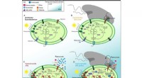 Dual Microbial Assaults Enhance Carbon Sequestration in Marine Cyanobacteria