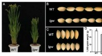 Discovery: Rice Mutant LGW Modulates GW7 to Reduce Grain Size