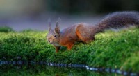 Peanut Feeding Linked to Jaw Deformities in Endangered UK Red Squirrels