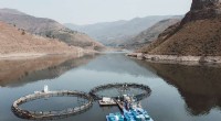Lesotho s High-Altitude Trout Farming: A Profitable Aquaculture Success