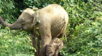 New Study: Asian Elephants Favor Periphery of Protected Areas