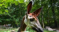 Gold Mining Endangers Okapi, the Forest Giraffe, in DR Congo s UNESCO Reserve