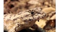 Penn State Research: Lizards Eating Fire Ants May Build Immunity to Stings