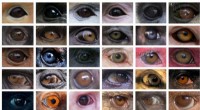 New Research Uncovers Evolutionary Factors Behind Primate Eye Color Variation