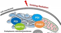 Protein Disulfide Isomerase Regulates Radio Sensitivity in Colorectal Cancer Through Mitophagy