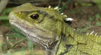 Why Feeding Tuatara Complicates Their Return to New Zealand Mainland