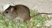 Urgent Mission: Cataloging Australia s Mammal Species Before Extinction