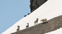 New Study Reveals High-Altitude Combat: Mountain Goats vs. Bighorn Rams in Glacier National Park