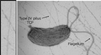 Decoding the Piston Pump: How Type IV Pili Secrete Colonization Factors in Vibrio cholerae