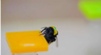 Study Reveals Bumblebees Use Comparative Memory for Flower Sweetness