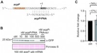 Antisense PNA-Based Translational Inhibition: A Precise In Vitro Technique for Gene Activity Analysis