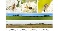 New Study Reveals First Evidence of Hoverfly Migration Northward in Spring
