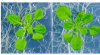 Breakthrough Discovery: Hormone Family Unlocks Higher Crop Yields by Overcoming Environmental Stress