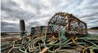 Maine Lawmakers Oppose Federal Whale Protection Rules Over Lobster Industry Impact