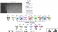 High-Resolution 3D Atomic Structure of hNKCC1 Chloride Transporter Unveiled