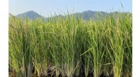 Genetic Breakthrough: African Wild Rice Genes Halve Perennial Rice Production Costs