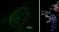 Revolutionary MiOS Imaging Technique Captures Gene Folding at Unprecedented Resolution