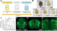 EZ Clear: Rapid and Robust Tissue Clearing for Transparent Whole Mouse Organ Imaging
